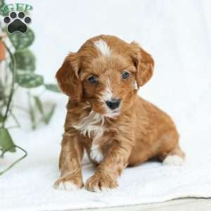 Mia F1b, Cavapoo Puppy